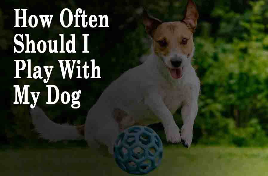 How Often Should I Play With My Dog