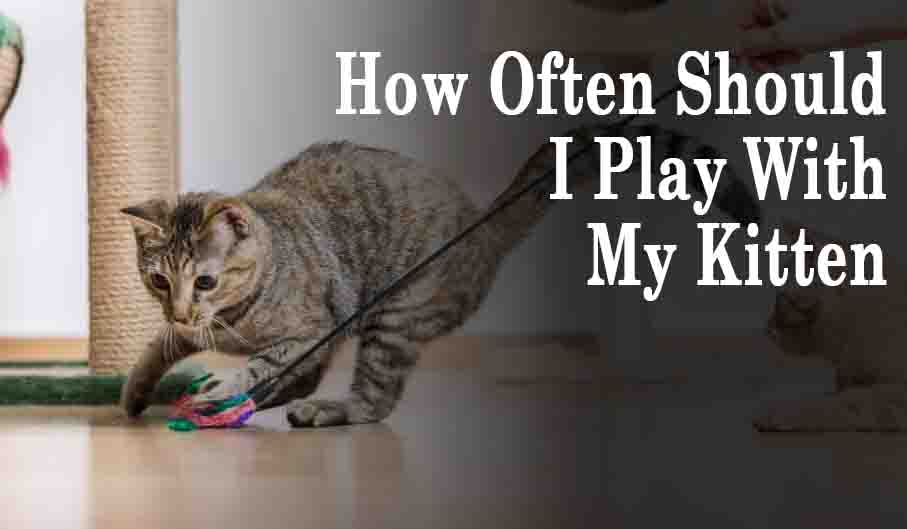 How Often Should I Play With My Kitten